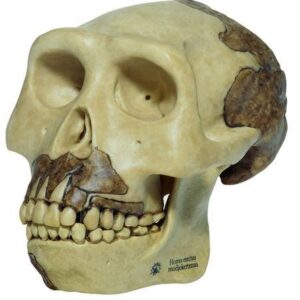 Homo erectus lebka - verná rekonštrukcia