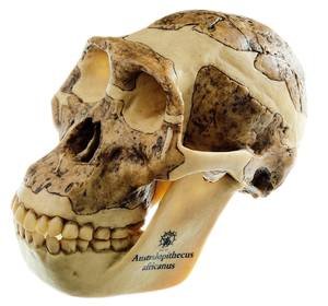 Australopithecus africanus lebka - verná rekonštrukcia