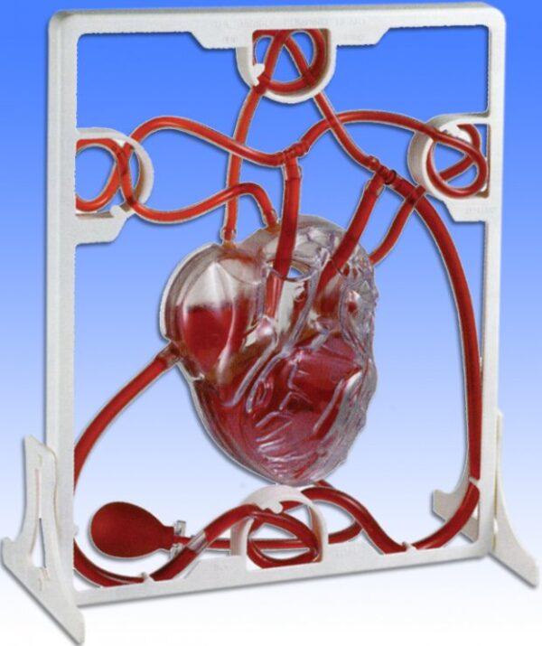Model srdca s pumpou, funkčný model