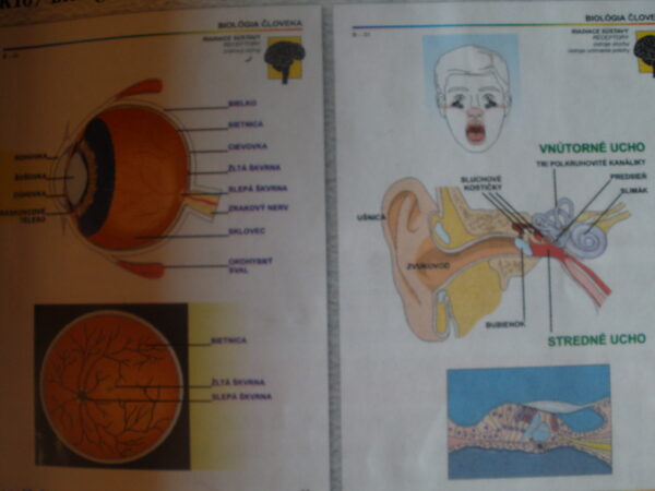 Biológia človeka II. pre ZŠ, SŠ = 26 ks fólií