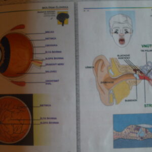 Biológia človeka II. pre ZŠ, SŠ = 26 ks fólií