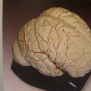 Mozog-model