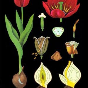 Tulipán, botanická nástenná tabula