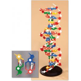 Model DNA