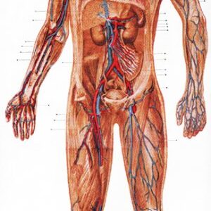 Krvný obeh človeka-85x220cm