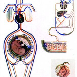 Krvný obeh matky a dieťaťa (počas tehotenstva)