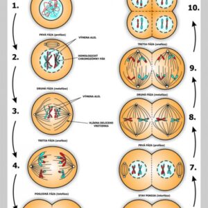 Meióza, nástenná tabuľa