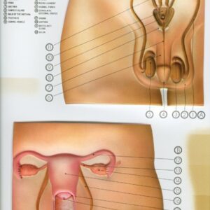 Mužské a ženské pohlavné orgány, nástenná tabuľa