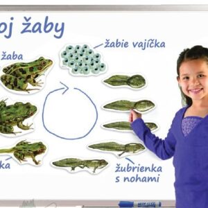 Vývin žaby na magnetických obrazoch/ bez tabule/