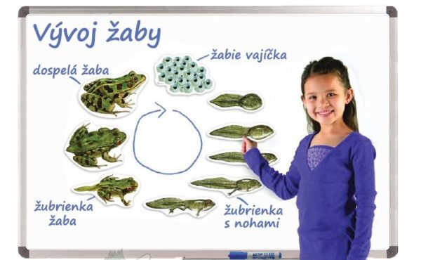 Vývin žaby na magnetických obrazoch/ bez tabule/