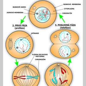Mitóza, nástenná tabuľa
